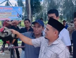 Wakil Bupati Solok H. Chandra Buka Kontes Ayam Kukuak Balenggek di Alahan Panjang Resort.